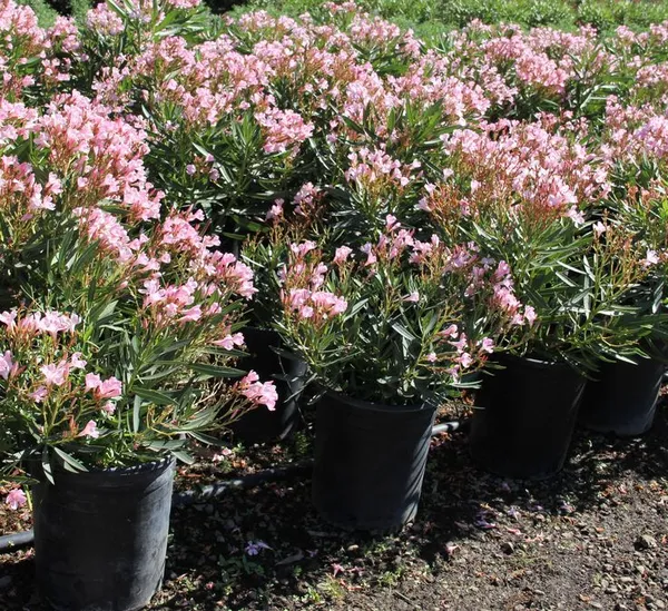 Oleander_(Pink)_Flowering_Plant_For_Shrub/Home_Gardening_(Pack_Of_1)