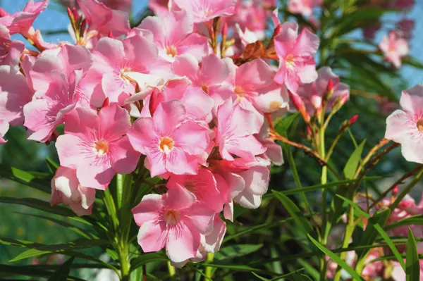 Oleander_(Pink)_Flowering_Plant_For_Shrub/Home_Gardening_(Pack_Of_1)