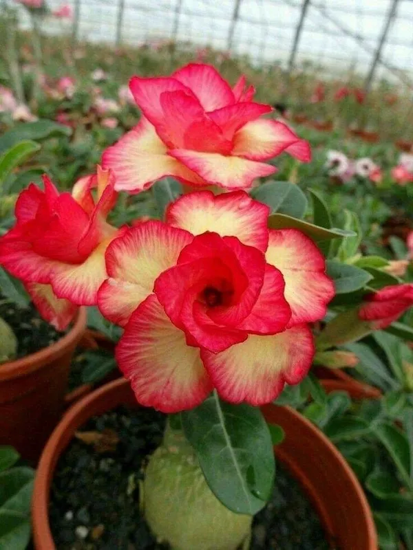 Orange_Adenium_Flowering_Plant_For_Home_Garden_(Grafted,_Pack_Of_1)