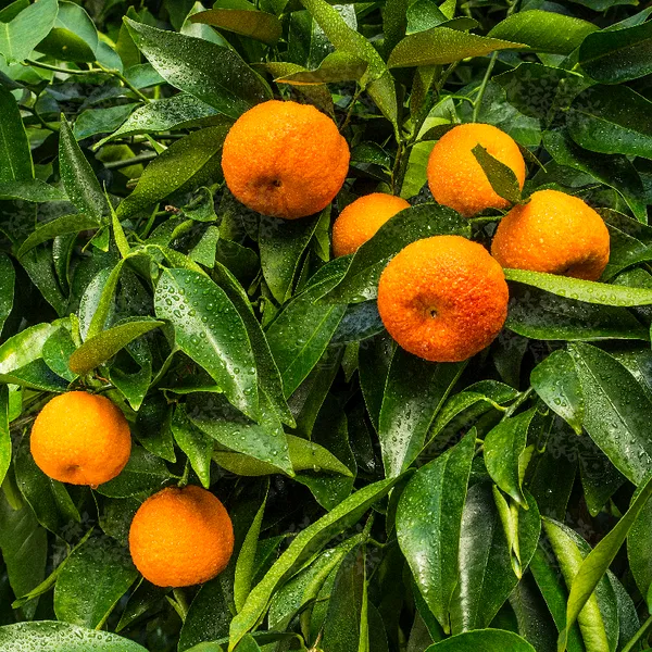 Orange_Amoa_8_(Grafted)_Hybrid_Fruit_Plant_(Pack_of_1)