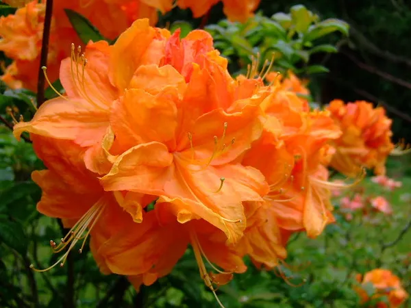 Orange_Azalea_Flowering__Plant_For_Shrub/Bush/Home_Gardening_(Hybrid,_Pack_Of_1)