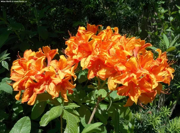 Orange_Azalea_Flowering__Plant_For_Shrub/Bush/Home_Gardening_(Hybrid,_Pack_Of_1)