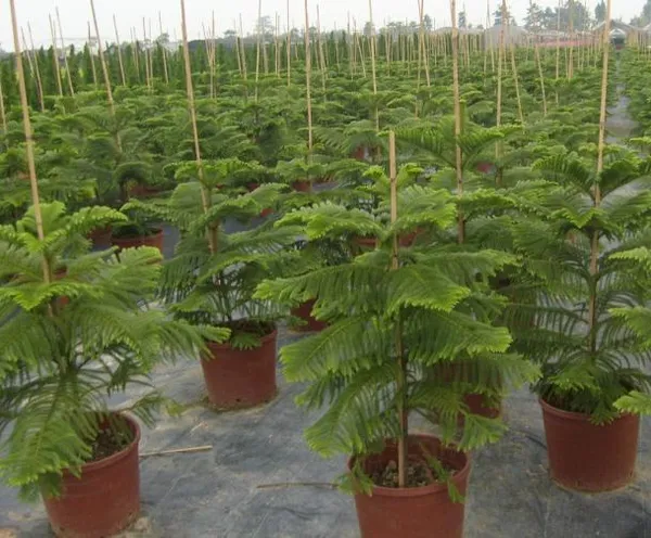 Orcriya_cuki_/Araucaria_Cunninghamii_Plant_(Pack_Of_1)