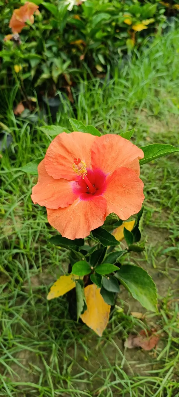 Pune_Variety_Hybrid_Orange_Hibiscus_Flowering_Plant_(Pack_Of_1)