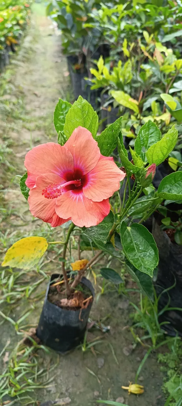Pune_Variety_Hybrid_Orange_Hibiscus_Flowering_Plant_(Pack_Of_1)