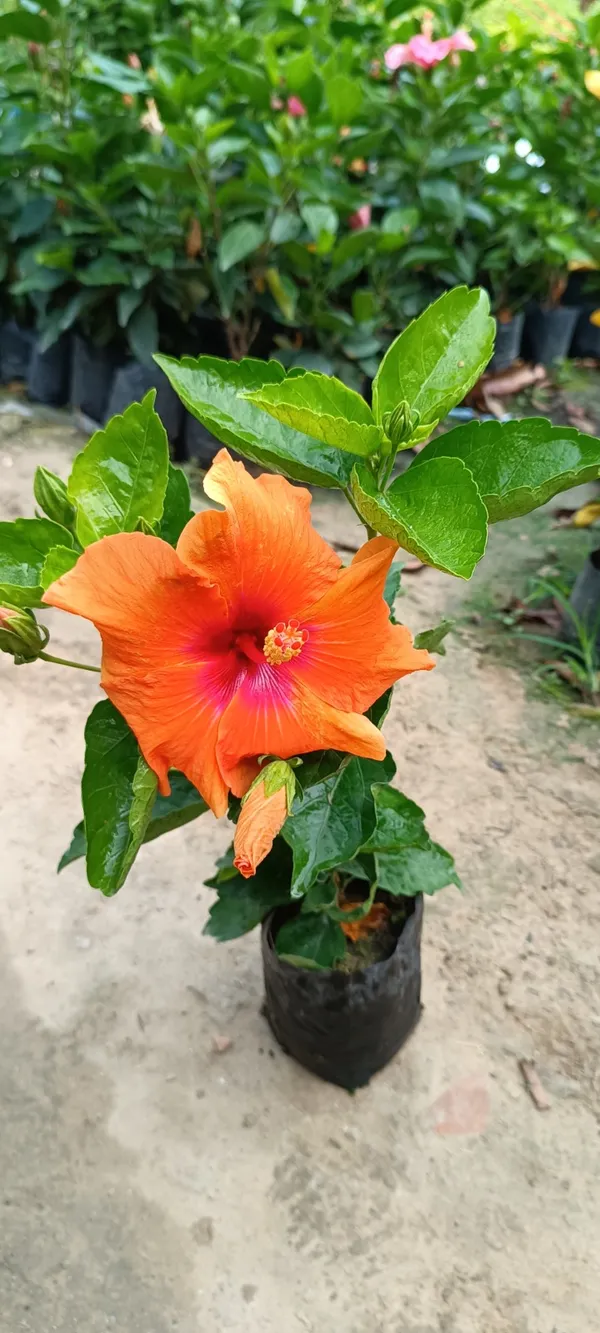 Pune_Variety_Hybrid_Orange_Hibiscus_Flowering_Plant_(Pack_Of_1)
