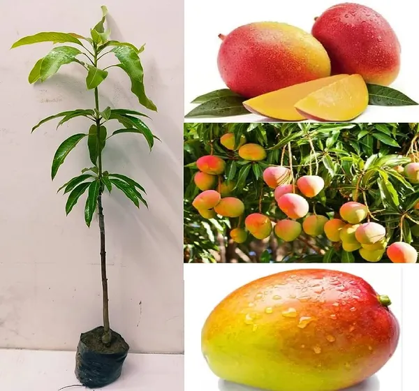 Original_Gulabkhas/Golapkhas_Jambo_Size_Mango_Fruit_Plant_&_Tree_For_Home_Gardening_(1.5-3.5_Ft_Hight,_Grafted)_Pack_Of_1