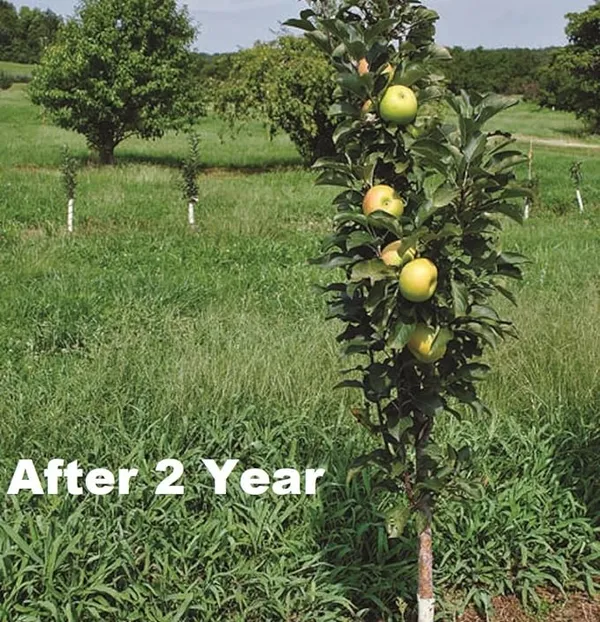 Original_Hrmn-99_Apple_Fruit_Plant_(Apple_Tree)_This_Variety_Is_Supporting_All_India_Weather_Pack_of_1_Plant_&_Tree.