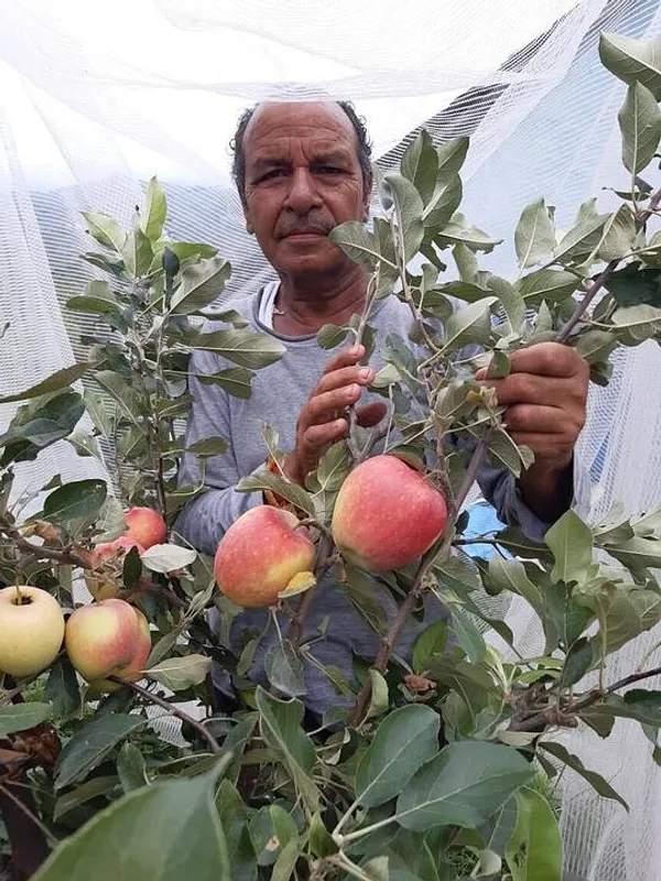 Original_Hrmn-99_Apple_Fruit_Plant_(Apple_Tree)_This_Variety_Is_Supporting_All_India_Weather_Pack_of_1_Plant_&_Tree.