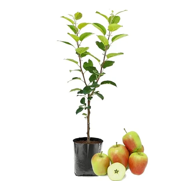 Original_Hrmn-99_Apple_Fruit_Plant_(Apple_Tree)_This_Variety_Is_Supporting_All_India_Weather_Pack_of_1_Plant_&_Tree.