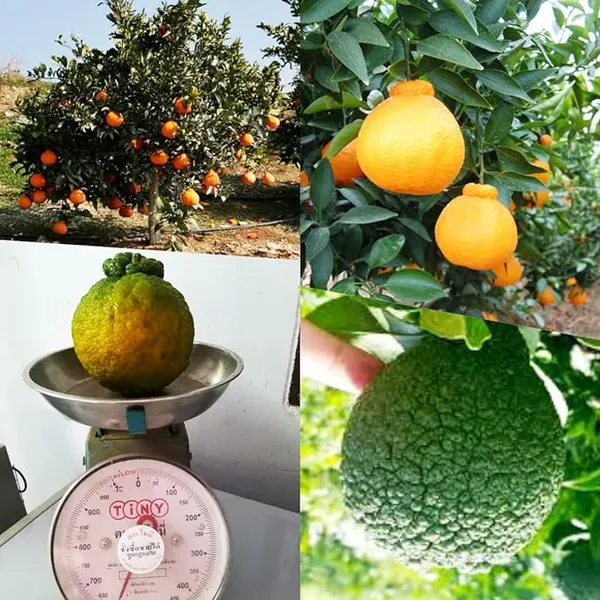 Original_Japanese_Dekopon_Sumo_Orange_Plant_&_Tree_(Pack_of_1)