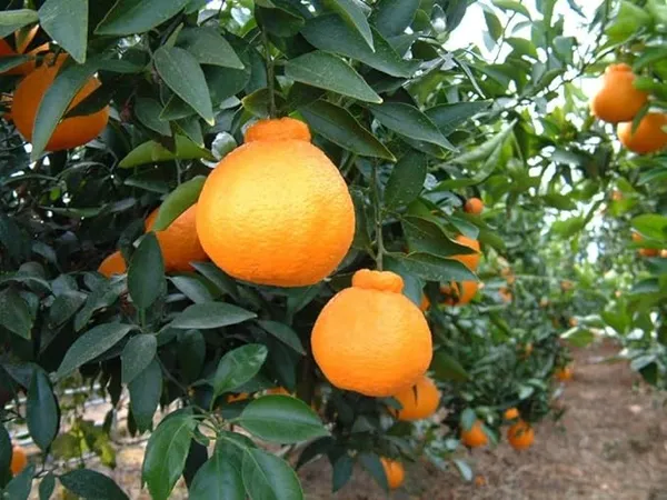 Original_Japanese_Dekopon_Sumo_Orange_Plant_&_Tree_(Pack_of_1)