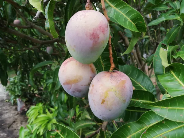 Original_Miyazaki_Healthy_Mango_Fruit_Plant_&_Tree_For_Home_Gardening_Hybrid_Miyazaki_Mango_Plant_(Grafted,_Pack_Of_1)