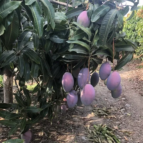 Osteen_Healthy_Mango_Fruit_Plant_&_Tree_For_Home_Gardening_Hybrid_Osteen_Mango_Plant_(1.5-3.5_Ft_Hight)_Pack_Of_1
