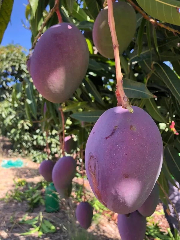 Osteen_Healthy_Mango_Fruit_Plant_&_Tree_For_Home_Gardening_Hybrid_Osteen_Mango_Plant_(1.5-3.5_Ft_Hight)_Pack_Of_1