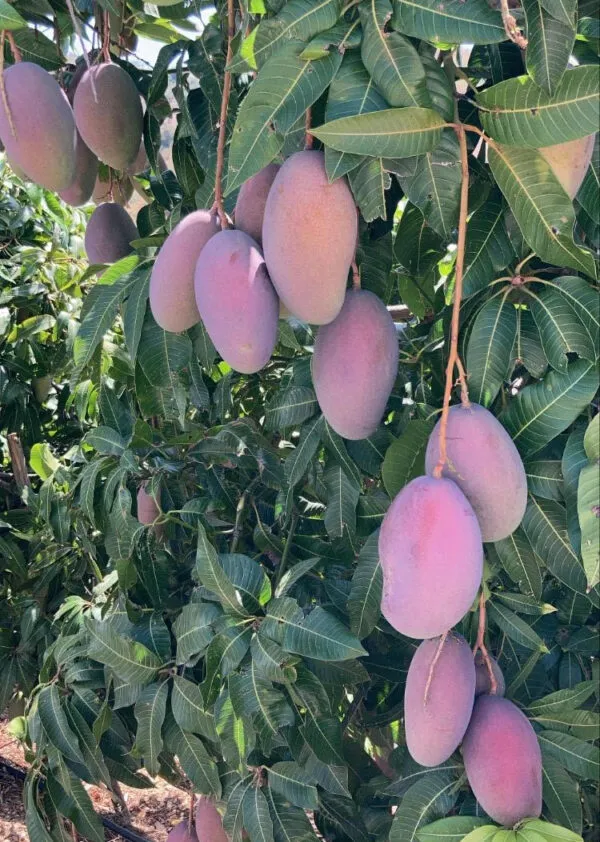 Osteen_Healthy_Mango_Fruit_Plant_&_Tree_For_Home_Gardening_Hybrid_Osteen_Mango_Plant_(1.5-3.5_Ft_Hight)_Pack_Of_1