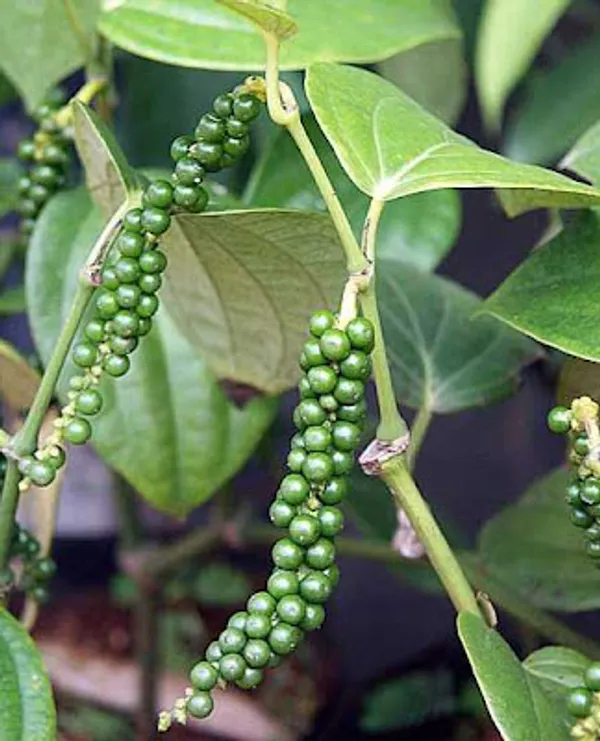 Black_Paper_Plant_(Pack_of_1)