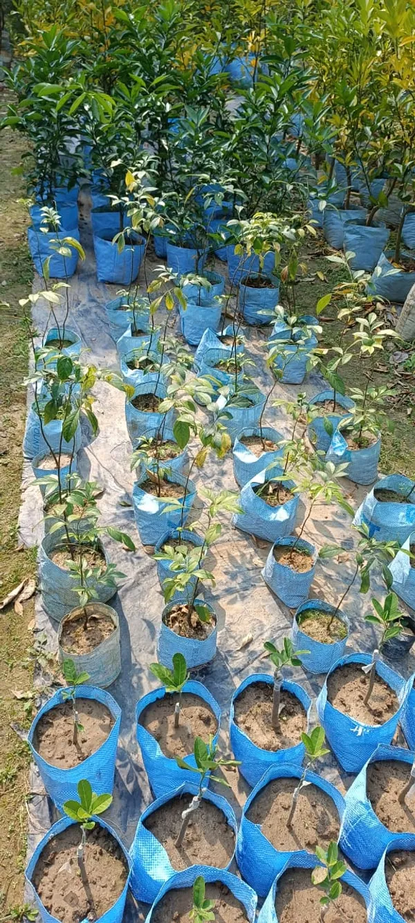 Pan_Masala_Plant_For_Home_Gardening_(Pack_Of_1)