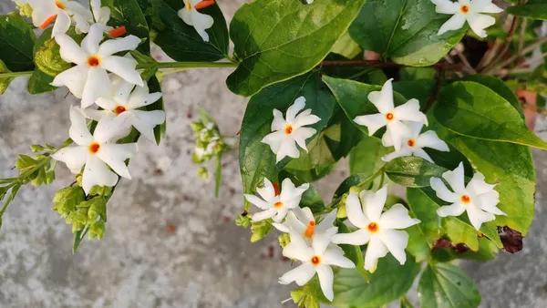 Parijat/_Night_Jasmine_Flowering_Plant_&_Tree_(1.5-3.5_Ft_Hight)_For_Home_Garden_Shiuli/Harsinger__Flower_Plant_(Hybrid,_Pack_Of_1)