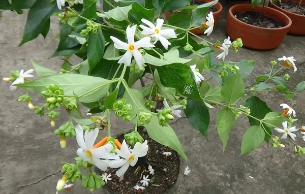 Parijat/_Night_Jasmine_Flowering_Plant_&_Tree_(1.5-3.5_Ft_Hight)_For_Home_Garden_Shiuli/Harsinger__Flower_Plant_(Hybrid,_Pack_Of_1)