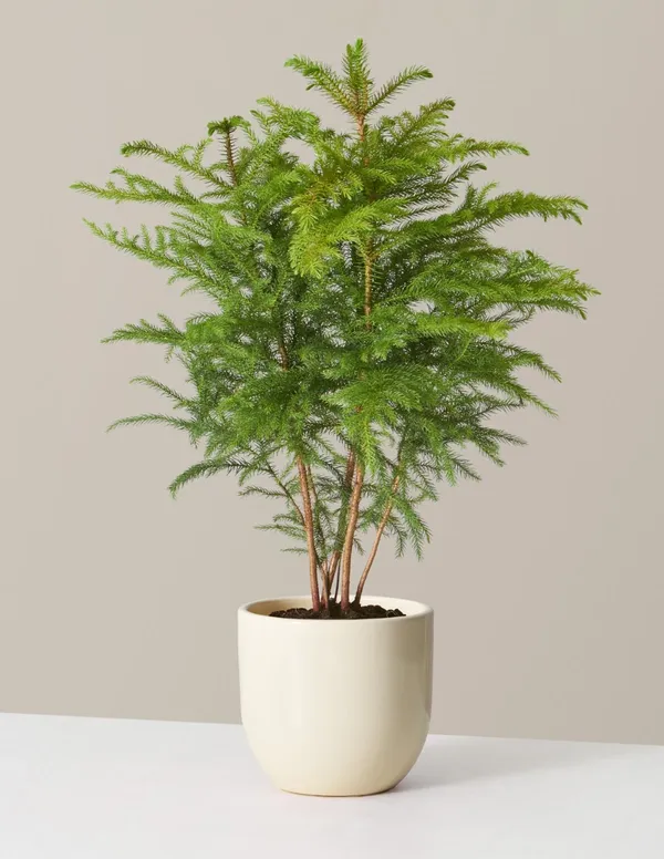 Pine_1.5-3.5_Ft_Indoor_Plant(_Pack_Of)