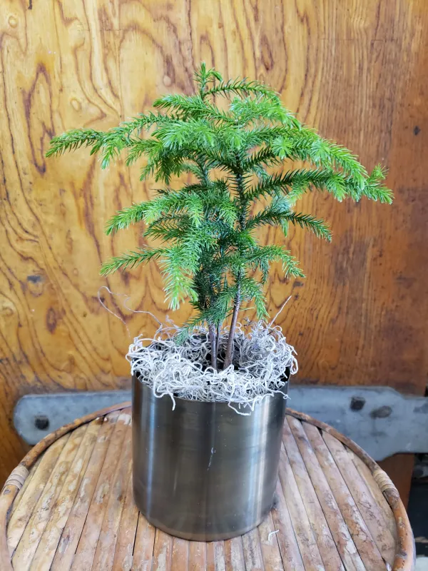 Pine_1.5-3.5_Ft_Indoor_Plant(_Pack_Of)