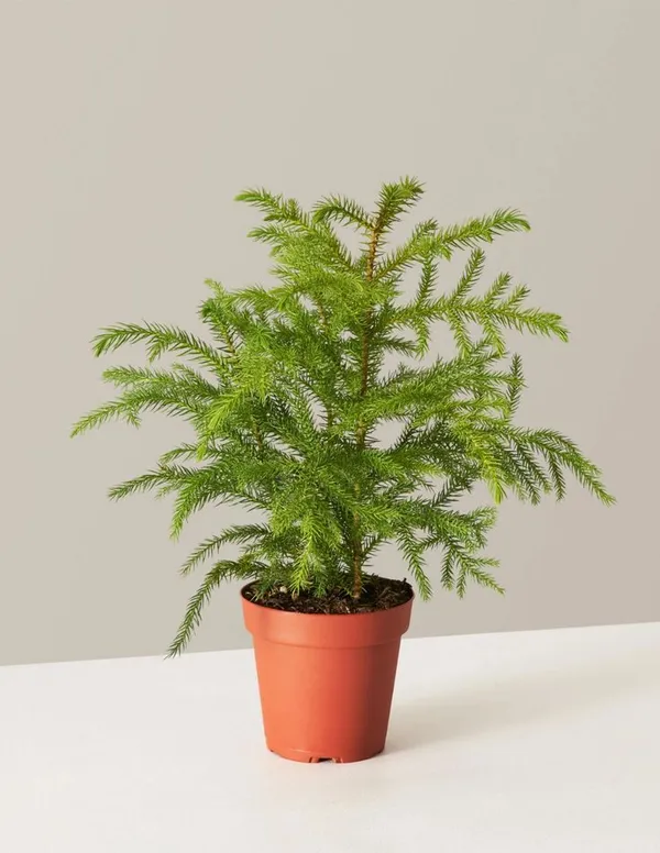 Pine_1.5-3.5_Ft_Indoor_Plant(_Pack_Of)