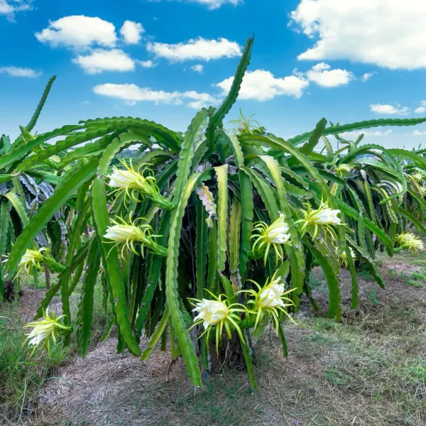 Pink_Hybrid_Dragon_Fruit_Plant_For_Home_Gardening_(Pack_Of_1)