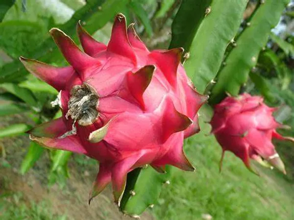 Pink_Hybrid_Dragon_Fruit_Plant_For_Home_Gardening_(Pack_Of_1)