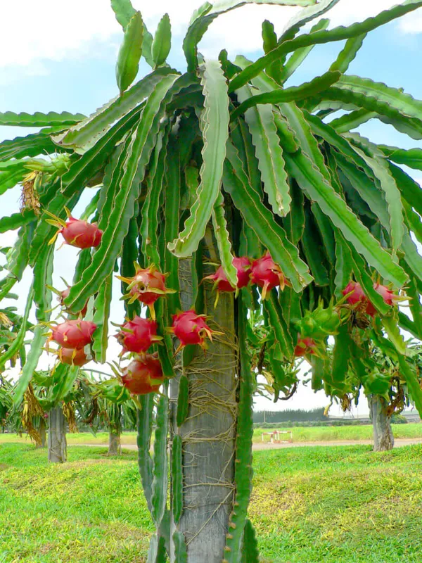 Pink_Hybrid_Dragon_Fruit_Plant_For_Home_Gardening_(Pack_Of_1)