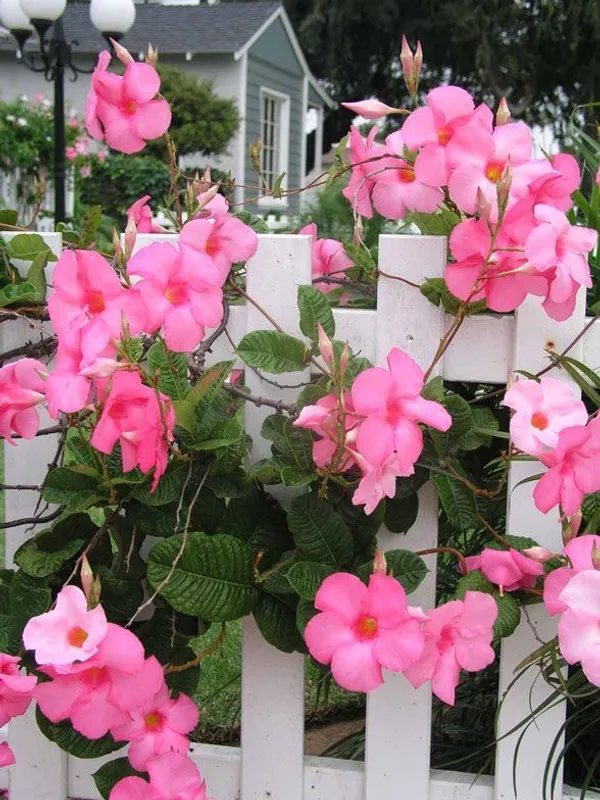 Pink_Mandevilla_Flowering_Plant_For_Home_Gardening_(1.5-3.5_Ft_Hight)