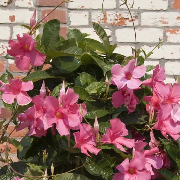 Pink_Mandevilla_Flowering_Plant_For_Home_Gardening_(1.5-3.5_Ft_Hight)