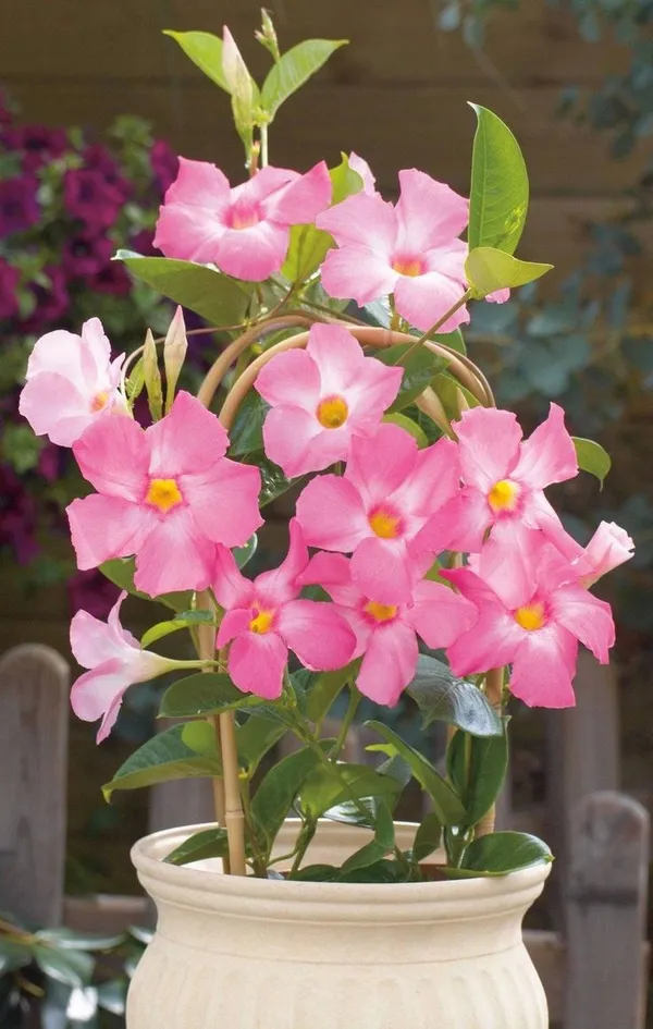 Pink_Mandevilla_Flowering_Plant_For_Home_Gardening_(1.5-3.5_Ft_Hight)