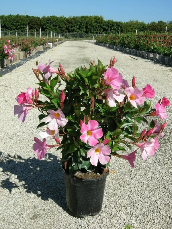 Pink_Mandevilla_Flowering_Plant_For_Home_Gardening_(1.5-3.5_Ft_Hight)