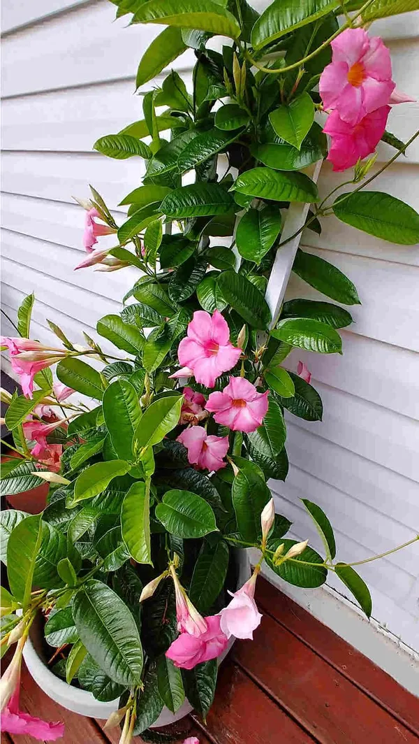 Pink_Mandevilla_Flowering_Plant_For_Home_Gardening_(1.5-3.5_Ft_Hight)