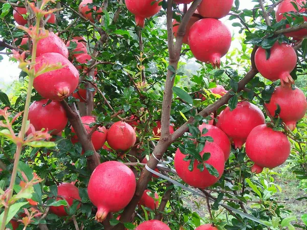 Pomegranate_(Dwarf_Variety)_Healthy_Fruit__Plant_&_Tree_For_Gardening_Hybrid_Red_Annar/Pomegranate_Fruit_(Grafted)_Best_Selling_Plant,_Limited_Stock_(Pack_Of_1)