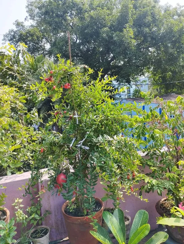 Pomegranate_(Dwarf_Variety)_Healthy_Fruit__Plant_&_Tree_For_Gardening_Hybrid_Red_Annar/Pomegranate_Fruit_(Grafted)_Best_Selling_Plant,_Limited_Stock_(Pack_Of_1)