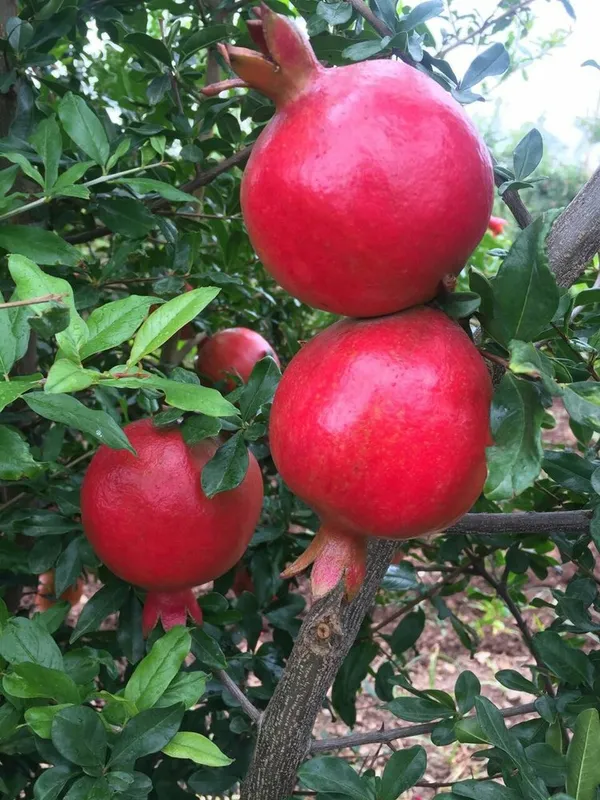 Pomegranate_(Dwarf_Variety)_Healthy_Fruit__Plant_&_Tree_For_Gardening_Hybrid_Red_Annar/Pomegranate_Fruit_(Grafted)_Best_Selling_Plant,_Limited_Stock_(Pack_Of_1)