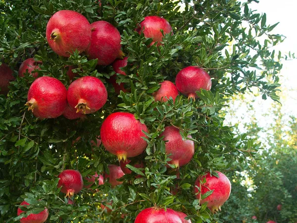 Pomegranate_(Dwarf_Variety)_Healthy_Fruit__Plant_&_Tree_For_Gardening_Hybrid_Red_Annar/Pomegranate_Fruit_(Grafted)_Best_Selling_Plant,_Limited_Stock_(Pack_Of_1)