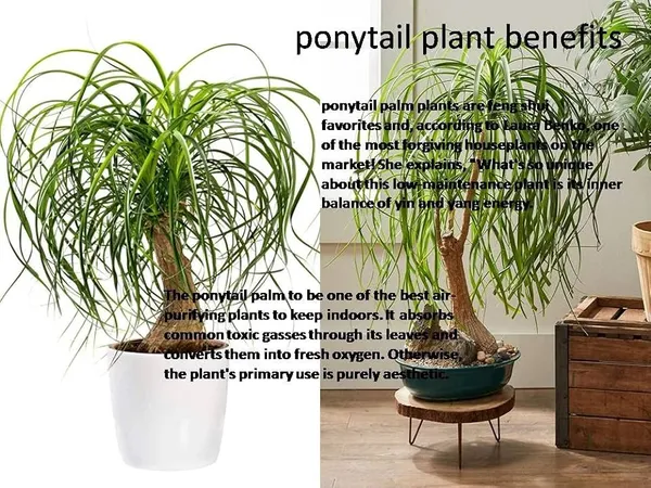 Ponytail_Fountain_Palm__Indoor/Outdoor_Plant