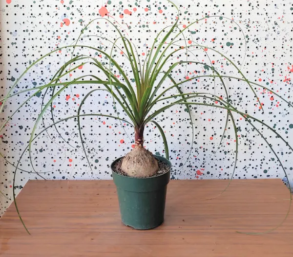 Ponytail_Fountain_Palm__Indoor/Outdoor_Plant