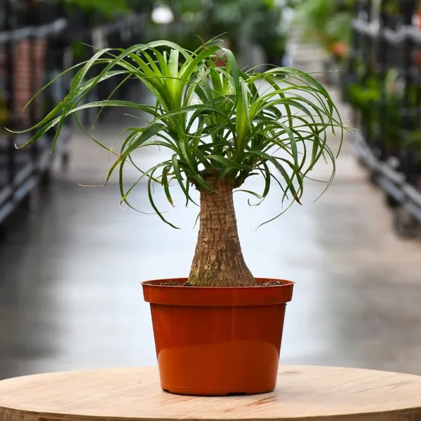 Ponytail_Fountain_Palm__Indoor/Outdoor_Plant