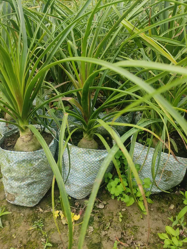 Ponytail_Fountain_Palm__Indoor/Outdoor_Plant