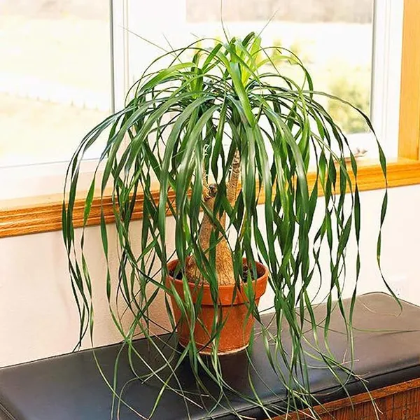 Ponytail_Fountain_Palm__Indoor/Outdoor_Plant