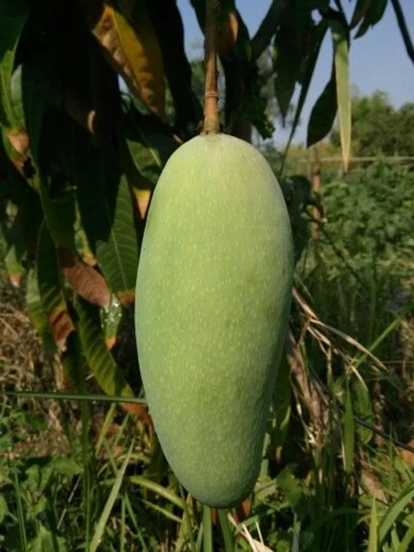 Banana_Mango_Fruit__Plant_&_Tree_(1.5-3.5_Ft_Hight)_For_Home_Gardening_Banana_Shape_Hybrid_Mango_Plant_(Pack_Of_1)
