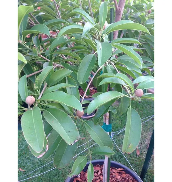 Cricket_Ball_Shape_Sapota/Sabeda/Chiku_Fruit_Plant_For_Gardening_(1.5-3.5_Ft_Hight)_Plant_Age:_1.5_Years_(Air_Layering,_Pack_Of_1)