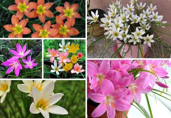 Rain_lily_Flower_Bulb_Multicolor_(Mix_10_Bulbs)_For_Gardening