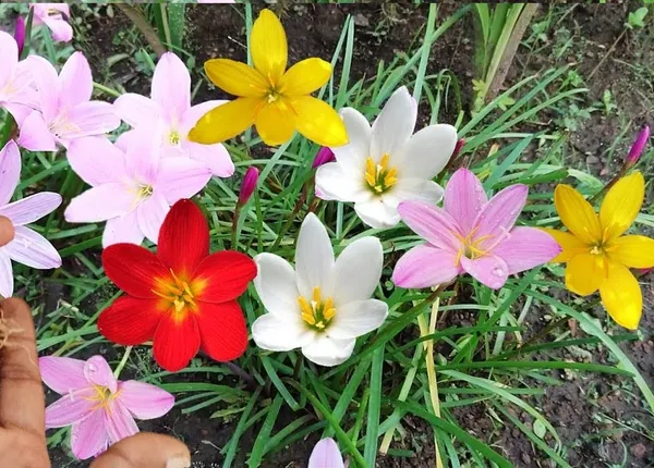 Rain_lily_Flower_Bulb_Multicolor_(Mix_10_Bulbs)_For_Gardening