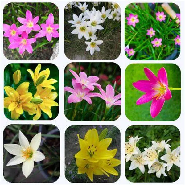Rain_lily_Flower_Bulb_Multicolor_(Mix_10_Bulbs)_For_Gardening