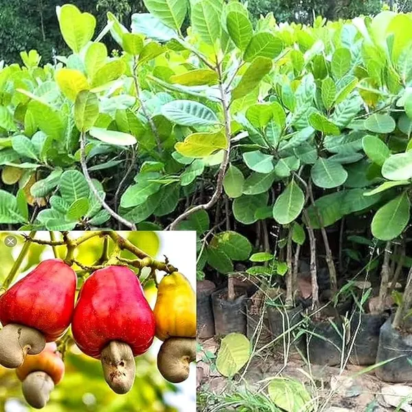 Rare_Cashew_Apple_Hybrid_Tropical_Fruit__Plant